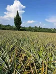 Pineapple Suckers for Sale - 2