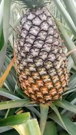 Pineapple Suckers for Sale - 4