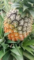 Pineapple Suckers for Sale - 5