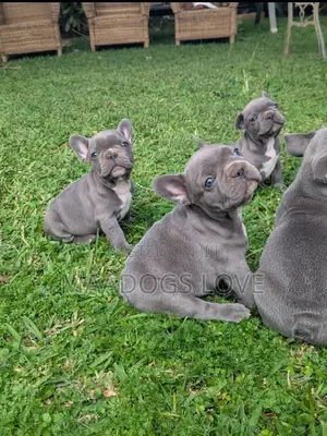 Purebred French Bulldog Puppy - 1-3 Months Male