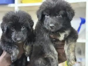 Purebred German Shepherd Puppy (Male, 1-3 Months)