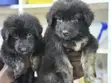 Purebred German Shepherd Puppy (Male, 1-3 Months) - 1