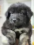Purebred German Shepherd Puppy (Male, 1-3 Months) - 2