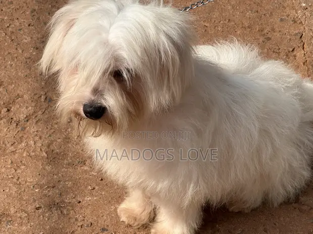 Purebred Maltese Puppy, 6-12 Months - 1