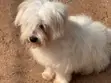 Purebred Maltese Puppy, 6-12 Months - 1