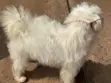 Purebred Maltese Puppy, 6-12 Months - 2