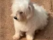 Purebred Maltese Puppy, 6-12 Months - 3