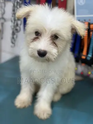 Purebred Female Maltese Puppies (3-6 Months)