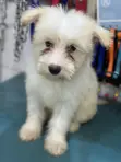 Purebred Female Maltese Puppies (3-6 Months) - 1