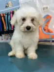 Purebred Female Maltese Puppies (3-6 Months) - 2