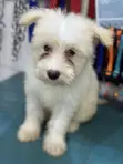 Purebred Female Maltese Puppies (3-6 Months) - 3