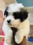 Female Purebred Maltese Puppy (1-3 Months) - 1