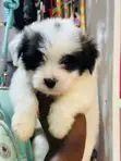 Female Purebred Maltese Puppy (1-3 Months) - 2