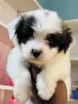 Female Purebred Maltese Puppy (1-3 Months) - 3
