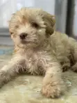 Male Maltipoo Puppy - 1-3 Months - 1