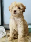 Male Maltipoo Puppy - 1-3 Months - 2