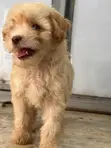 Male Maltipoo Puppy - 1-3 Months - 3