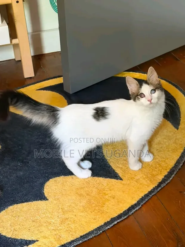 Purebred Maine Coon Kitten - 1-3 Months Old - 1