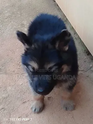 Purebred German Shepherd Puppy - 0-1 Month Male