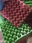 Plastic Egg Trays - 100pcs per Bundle - 3