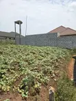 Titled Plot for Sale: 100x50ft in Matugga Ssanga - 1