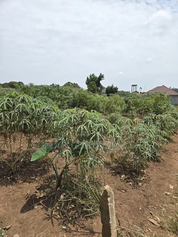 Matugga Ssanga Plot 100x50ft With Title - 1