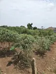 Matugga Ssanga Plot 100x50ft With Title - 1