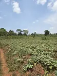 Matugga Ssanga Plot 100x50ft With Title - 3