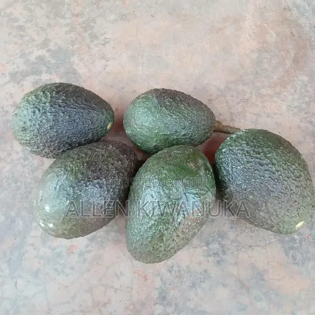 Hass Avocados - Commercial Quantities - 1