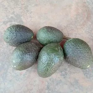 Hass Avocados - Commercial Quantities
