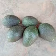 Hass Avocados - Commercial Quantities - 1