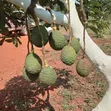 Hass Avocados - Commercial Quantities - 3