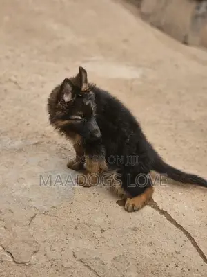 Purebred German Shepherd Puppy (1-3 Months Old)