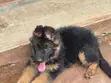Purebred German Shepherd Puppy (1-3 Months Old) - 2
