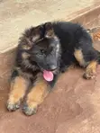 Purebred German Shepherd Puppy (1-3 Months Old) - 3
