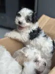 Purebred Maltese Puppy - 1-3 Months Old - 1