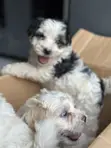 Purebred Maltese Puppy - 1-3 Months Old - 2