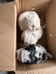 Purebred Maltese Puppy - 1-3 Months Old - 3