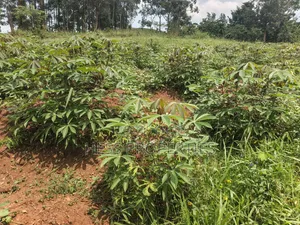 6 Acres of Land for Sale in Kyenjojo-Katooke