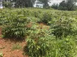 6 Acres of Land for Sale in Kyenjojo-Katooke - 1