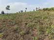 23 Acres Agriculture Land for Sale in Bufunjo-Kyenjojo - 1