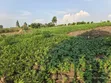 23 Acres Agriculture Land for Sale in Bufunjo-Kyenjojo - 2