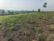 23 Acres Agriculture Land for Sale in Bufunjo-Kyenjojo - 4