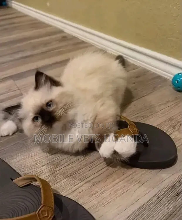 Purebred Ragdoll Kitten - Male, 1-3 Months - 1