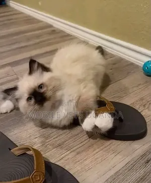 Purebred Ragdoll Kitten - Male, 1-3 Months