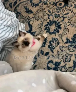 Female Purebred Ragdoll Kitten (1-3 Months)