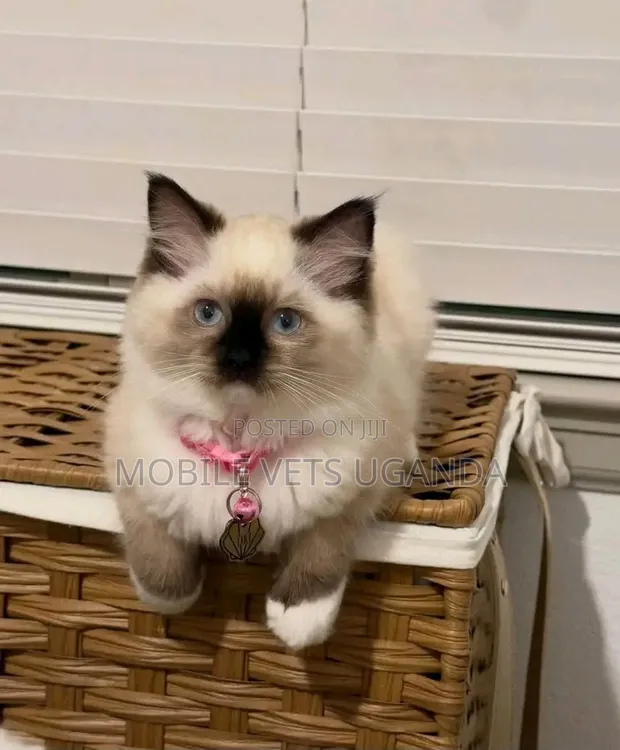 Female Purebred Ragdoll Kitten (1-3 Months) - 1