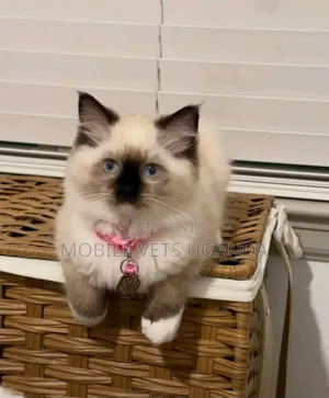 Female Purebred Ragdoll Kitten (1-3 Months)