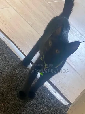 Purebred Bengal Cat - Female, 3-6 Months
