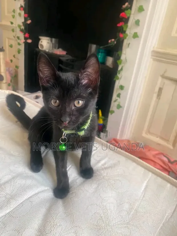 Purebred American Curl Female Kitten (3-6 Months) - 1